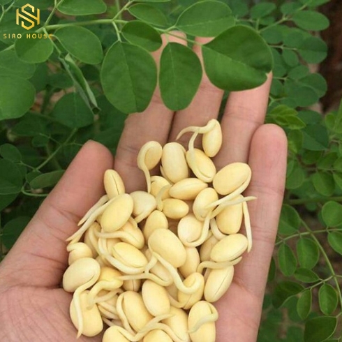 Viên uống tinh chất đậu nành LECITHIN Nat&Form 100 viên Pháp